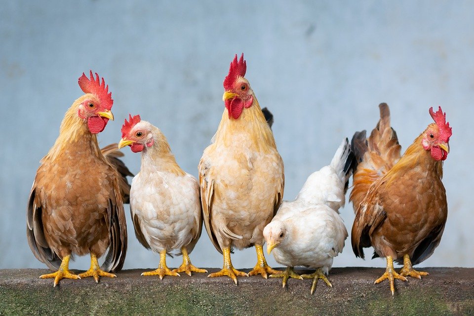 Chicken, Rooster, Hen, Chicks, Easter, Cute, Animals