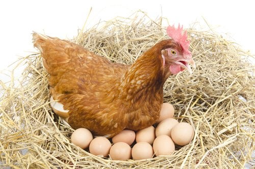 The most Effective method to Keep Your Chickens Making Money All Year - The  Beginner Chicken Farmer